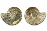 Large Cut & Polished Ammonite Fossil - Madagasar #382593-1